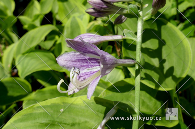 Hosta ´Golden Tiara´
