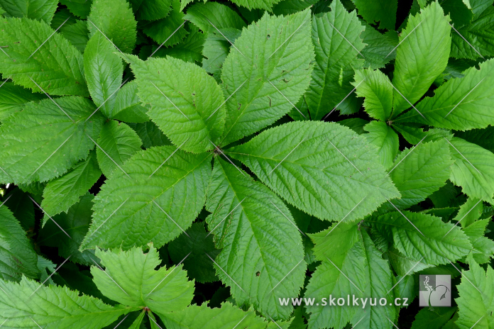 Rodgersia aesculifolia