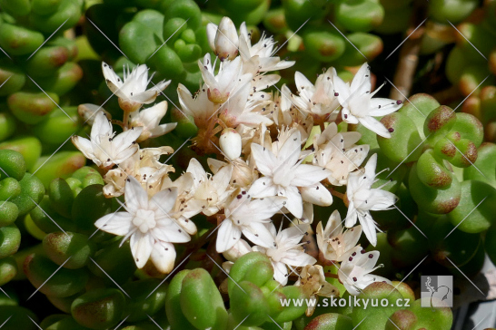 Sedum album ´Athoum´