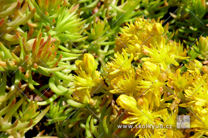 Sedum reflexum ´Yellow Cushion´