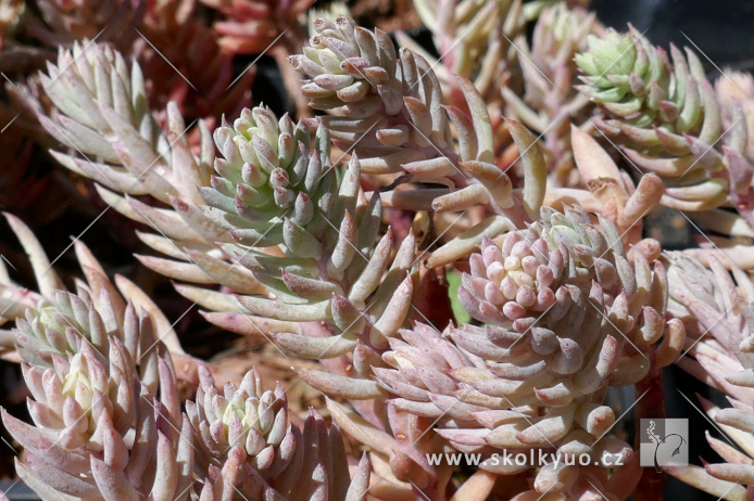 Sedum reflexum