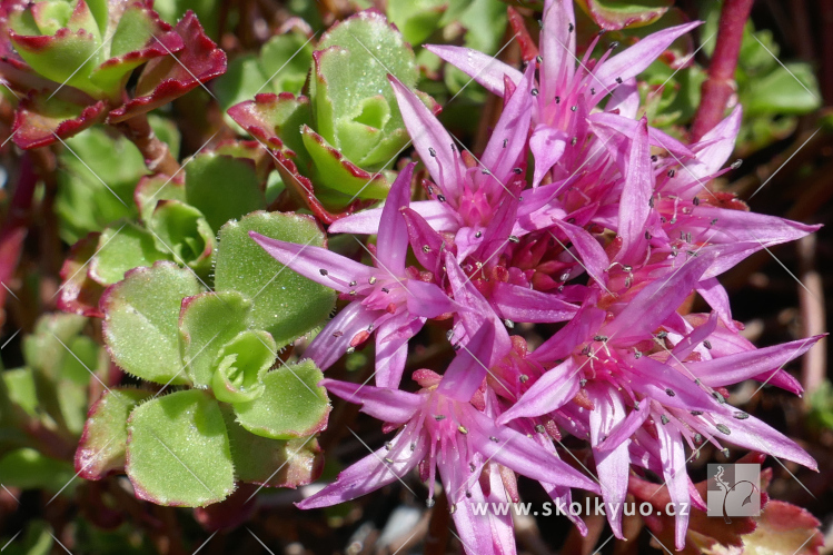 Sedum spathulifolium ´Purpureum´