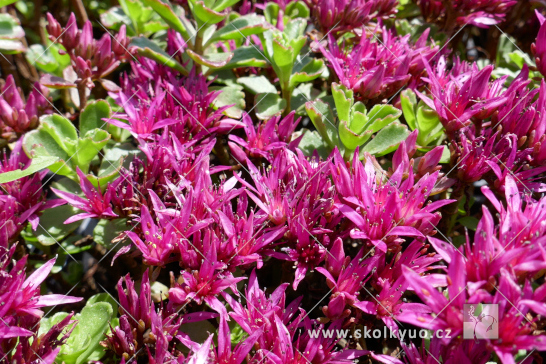 Sedum spurium ´Deep Rose´