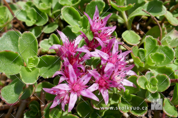 Sedum spurium ´Schorbusser Blut´
