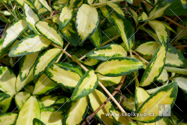 Vinca minor ´Illumination´