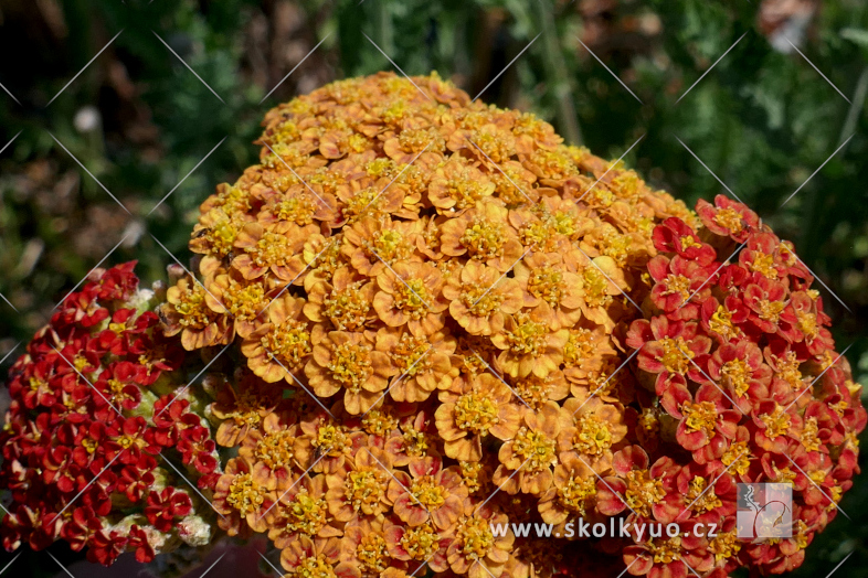 Achillea millefolium ´Sassy Summer Sunset´®