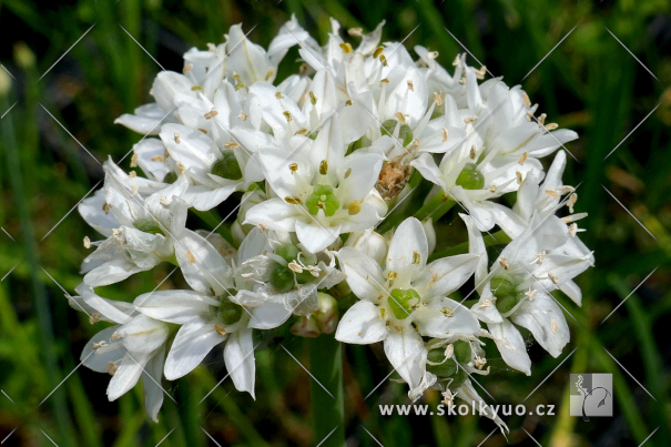 Allium ramosum