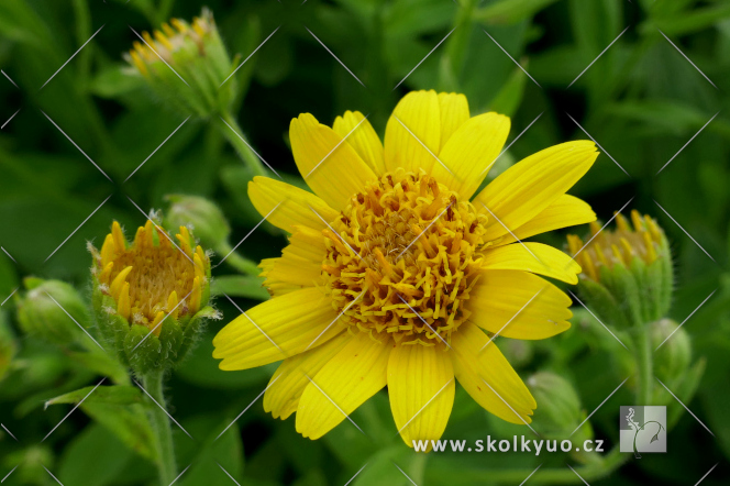 Arnica chamissonis