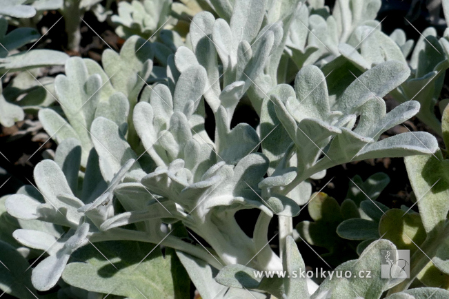 Artemisia stelleriana ´Silver Brocade´