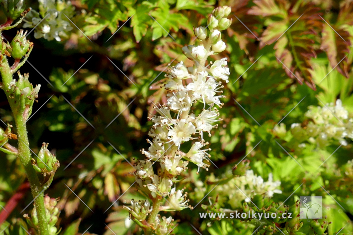 Aruncus aethusifolius