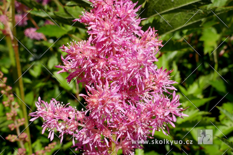 Astilbe (A) ´Anita Pfeifer´
