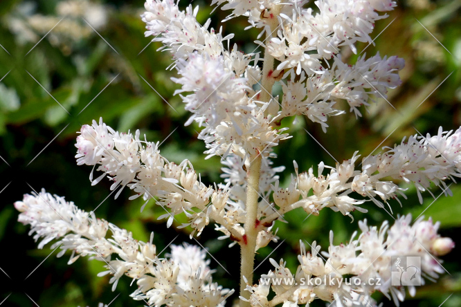 Astilbe (A) ´Bumalda´