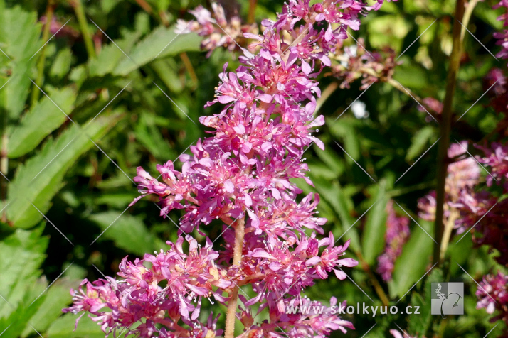 Astilbe ´Younique Lilac´®
