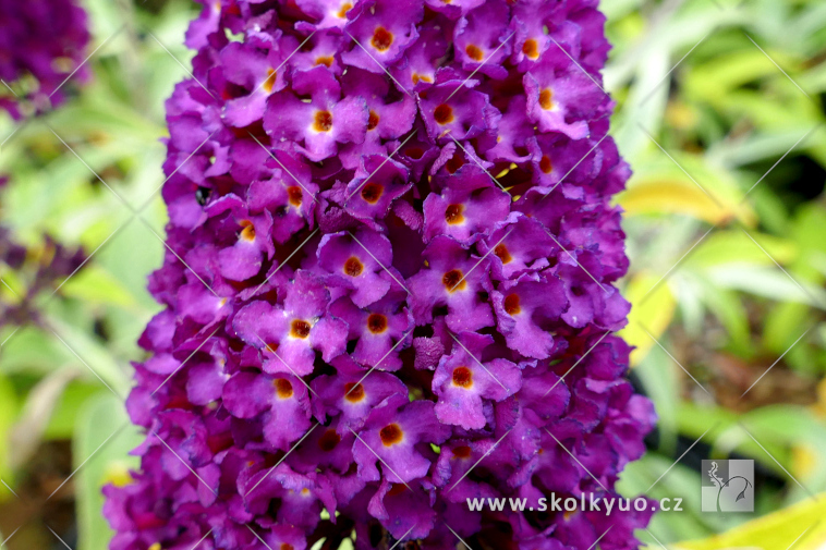 Buddleja davidii ´Magenta Munchkin´