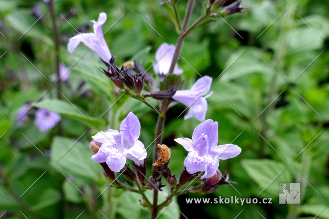 Calamintha nepeta ´Marvelette Blue´