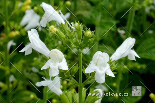 Calamintha nepeta ´Marvelette White´