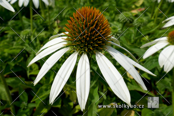 Echinacea ´Sombrero® Compact White´