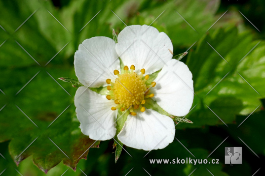 Fragaria vesca v.semperflorens ´Improved Rügen´