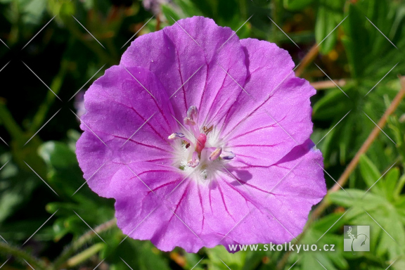 Geranium sanguineum ´Aviemore´