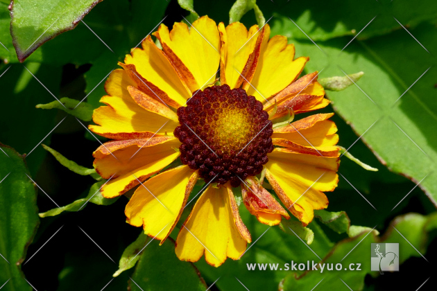 Helenium ´HayDay Golden Bicolor´