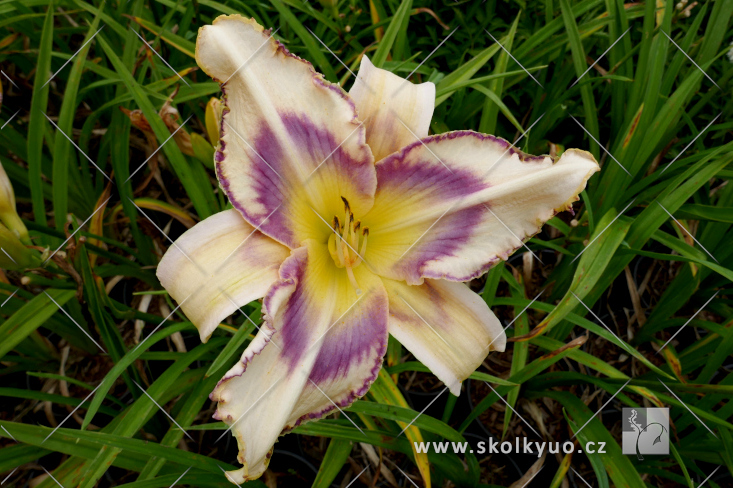 Hemerocallis ´Destined to See´