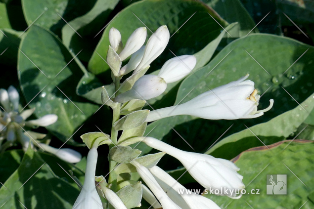 Hosta ´Abiqua Drinking Gourd´