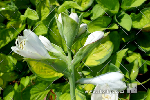 Hosta ´Rainforest Sunrise´