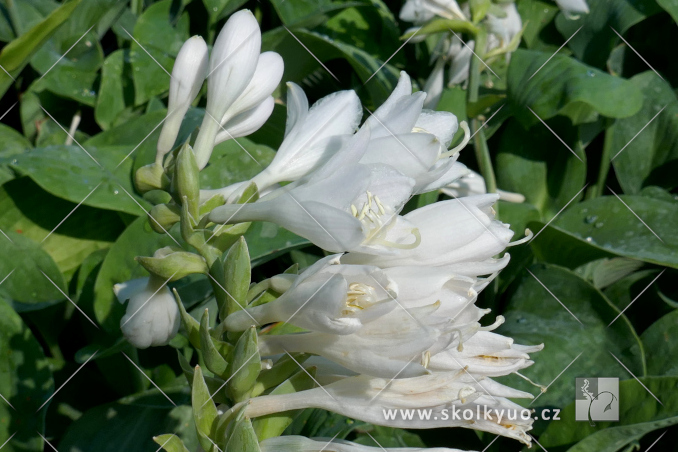 Hosta sieboldiana ´Elegans´