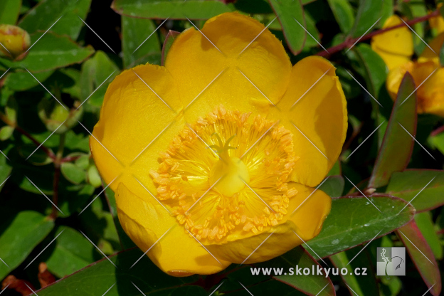 Hypericum calycinum ´Hidcote´