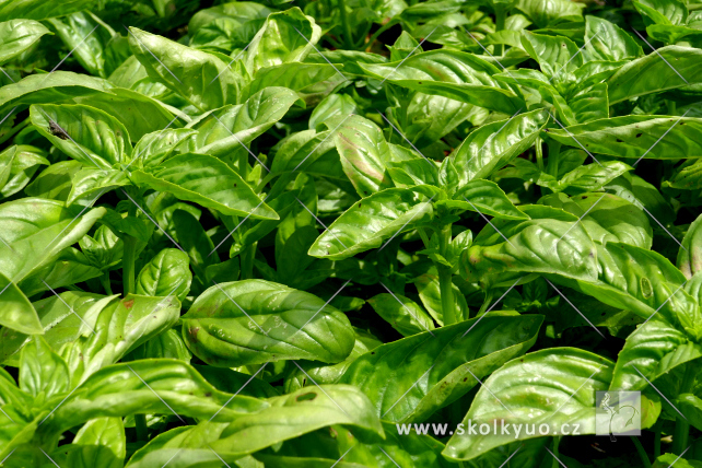 Ocimum basilicum ´Typ Genoveser´