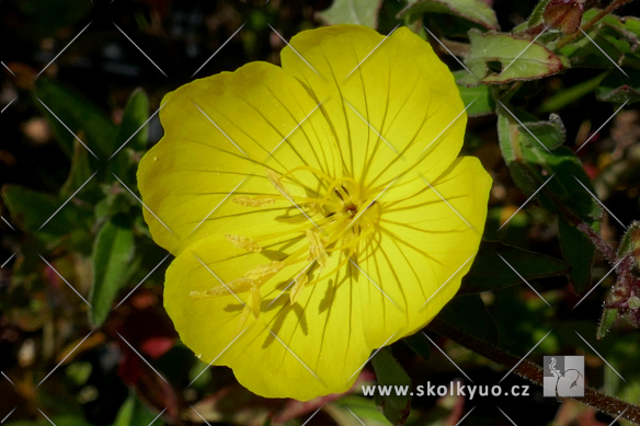 Oenothera tetragona