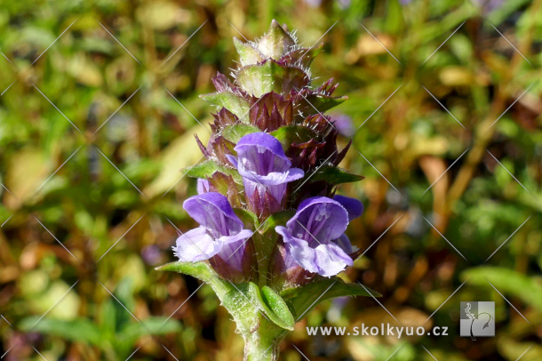 Prunella vulgaris