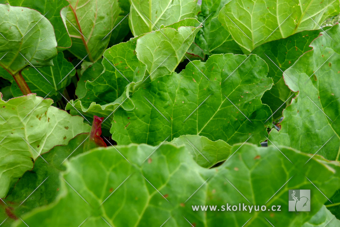 Rheum rhabarbarum ´Victoria´