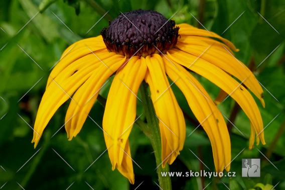 Rudbeckia fulgida ´Goldsturm´