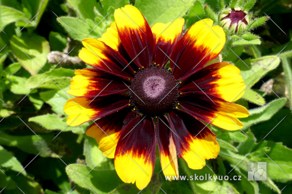 Rudbeckia hirta ´Toto Rustic´