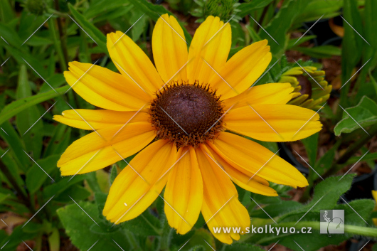 Rudbeckia ´SmileyZ± Cheerful´