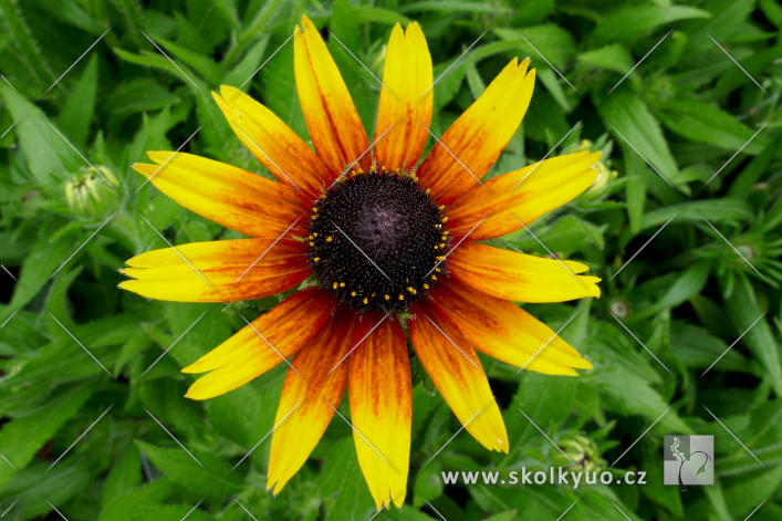 Rudbeckia ´SmileyZ± Star of Life´