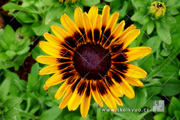 Rudbeckia ´SmileyZ± Giggling´