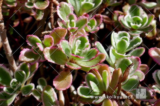 Sedum spurium ´Tricolor´