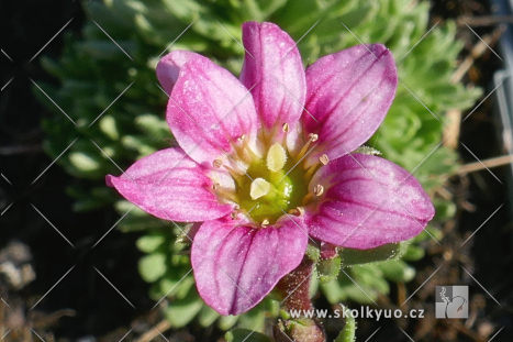 Saxifraga x arendsii ´Alpino Early Carnival´