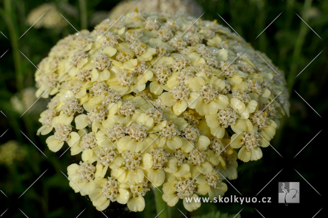 Achillea filipendulina ´Hella Glashoff´