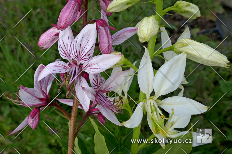 Dictamnus albus (fraxinella)