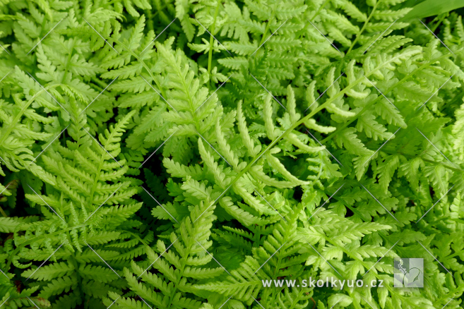 Athyrium filix-femina ´Lady in Red´