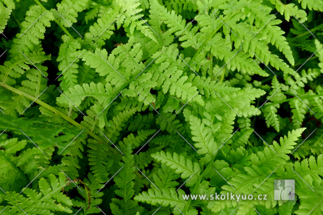 Athyrium filix-femina
