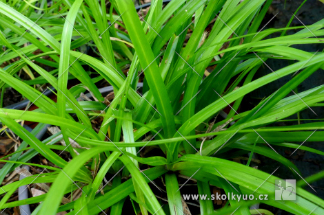 Carex oshimensis ´Evergreen´
