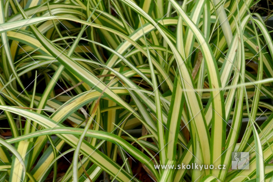 Carex oshimensis ´Evergold´