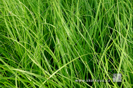 Carex remota