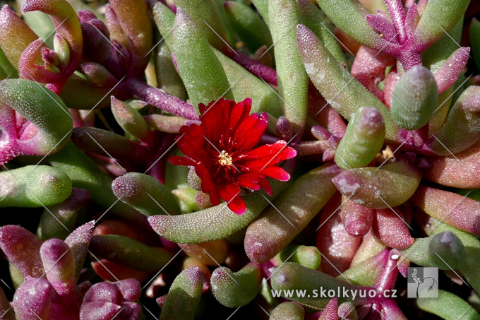 Delosperma ´Desert Dancer Red´