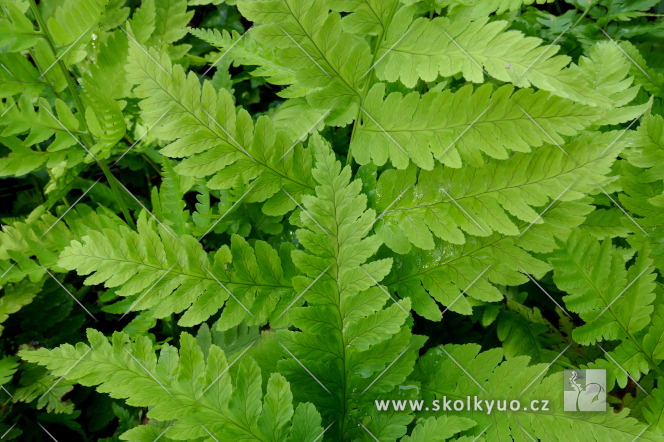 Dryopteris goldieana