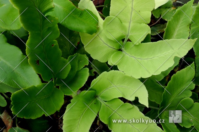 Dryopteris sieboldii